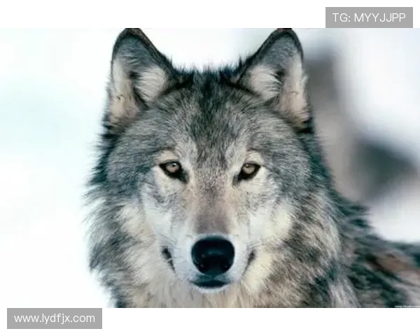 官方解析Siwoo狼母高光操作 记住不要越塔抓的赛场铁律 官方解析Siwoo狼母高光操作 记住不要越塔抓的赛场铁律